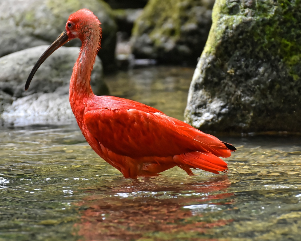 Большой красный ибис в воде