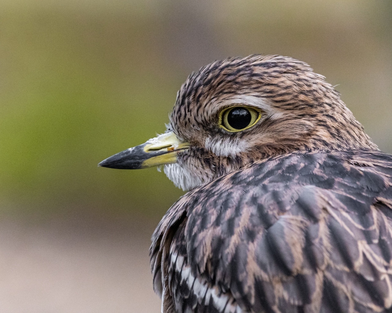 Птица с острым коротким клювом