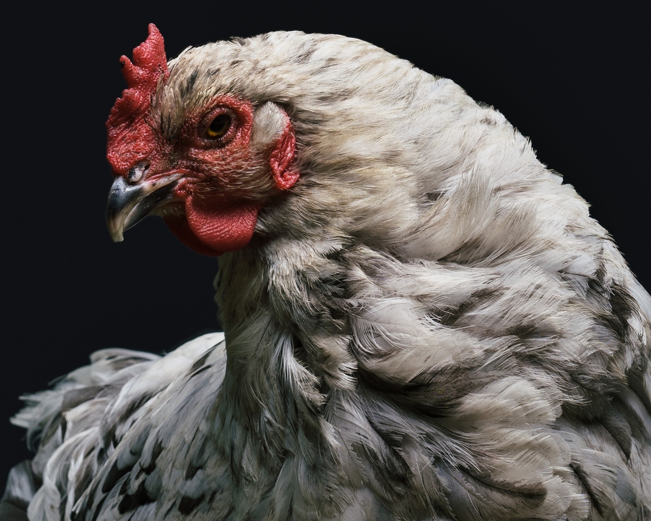 Большая белая курица на черном фоне
