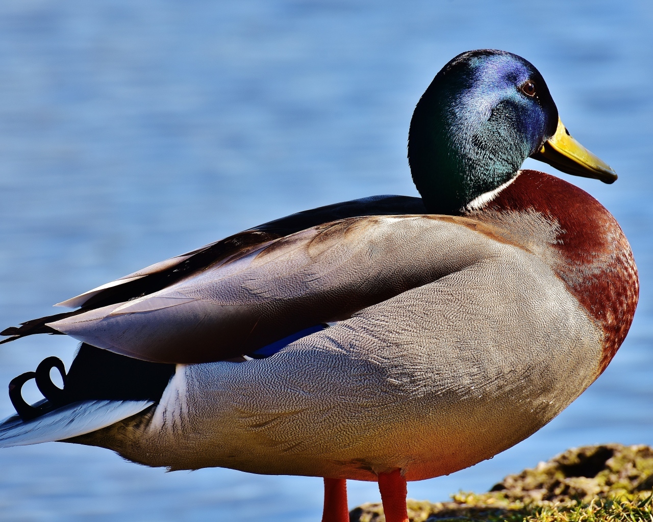 Большой дикий селезень у пруда