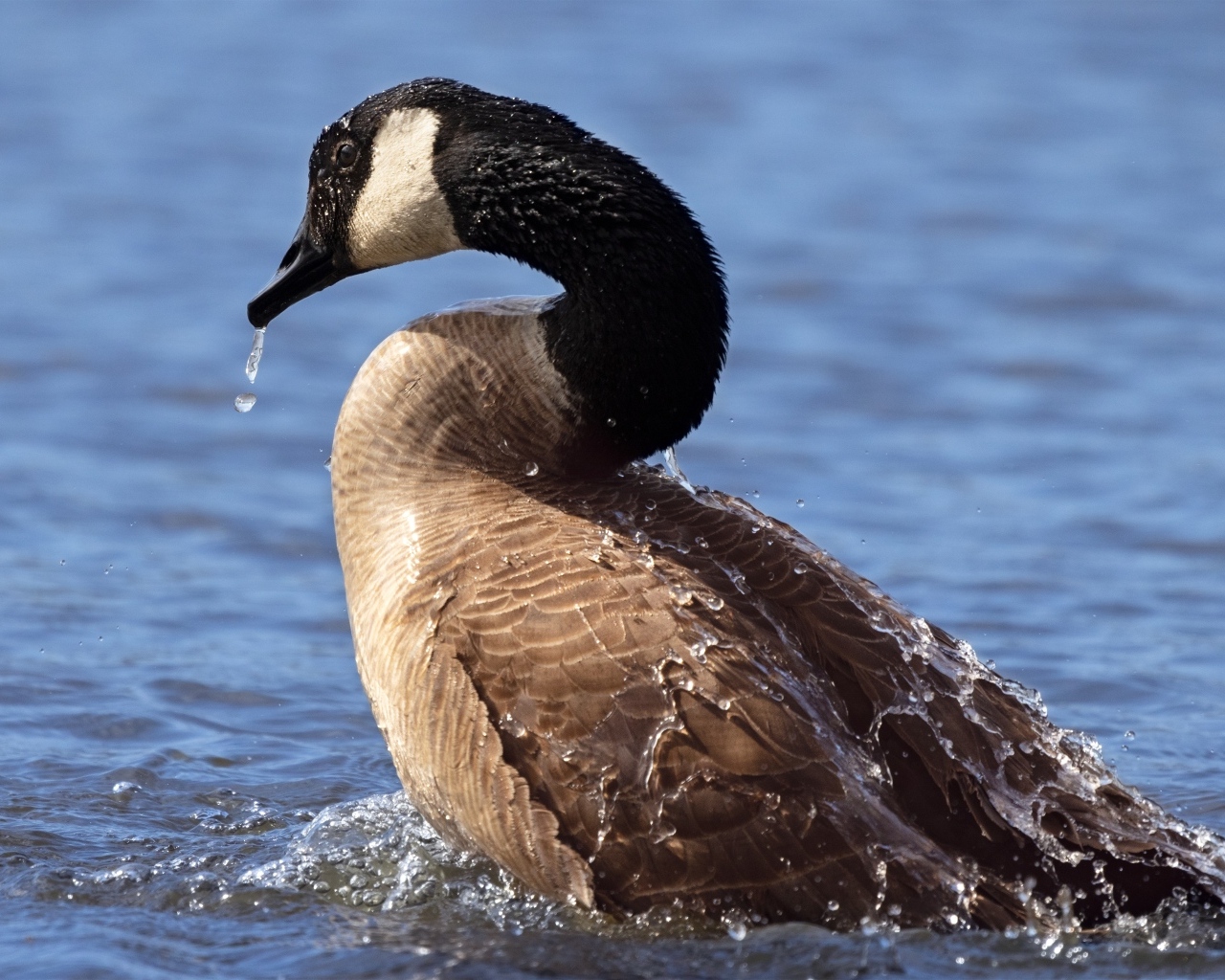Большой дикий гусь купается в озере