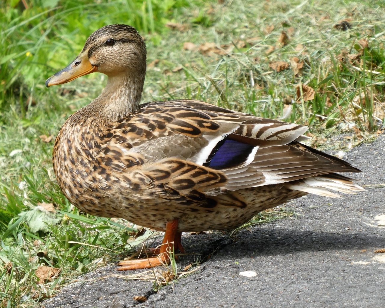 Большая дикая серая утка у травы