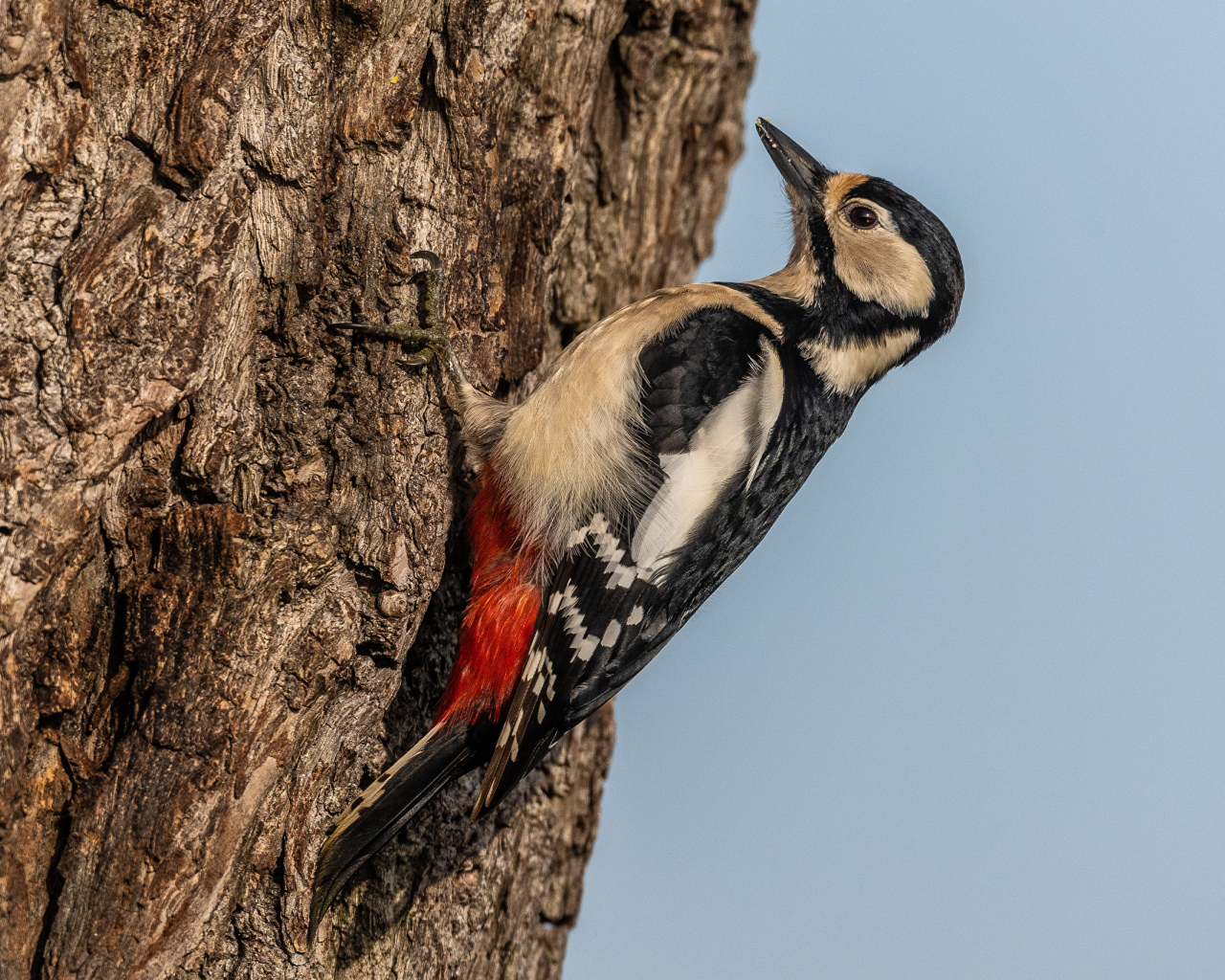 Большой дятел сидит на дереве