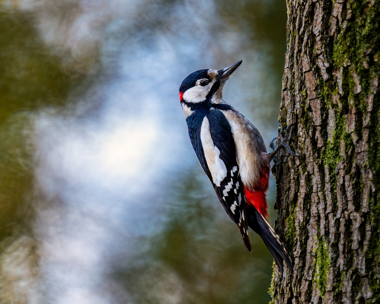 Большой дятел сидит на дереве