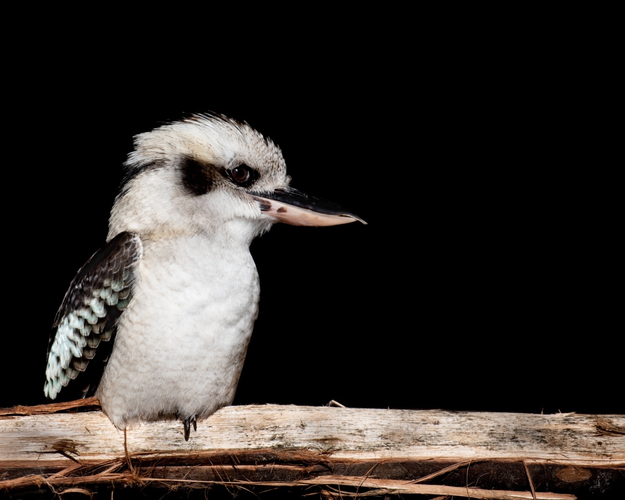 Птица Смеющаяся кукабара сидит на ветке