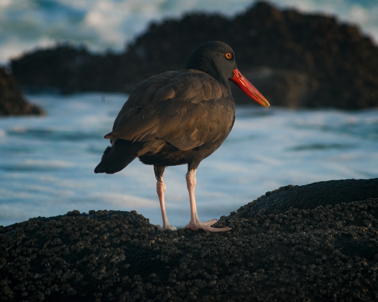 Птица черноватый кулик стоит у воды