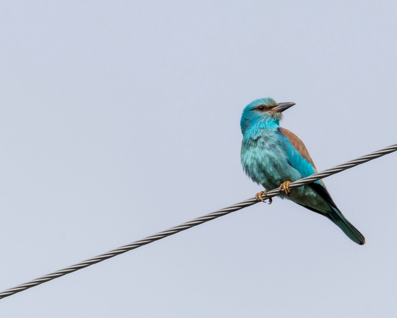 Птица европейский роллер сидит на проводе 