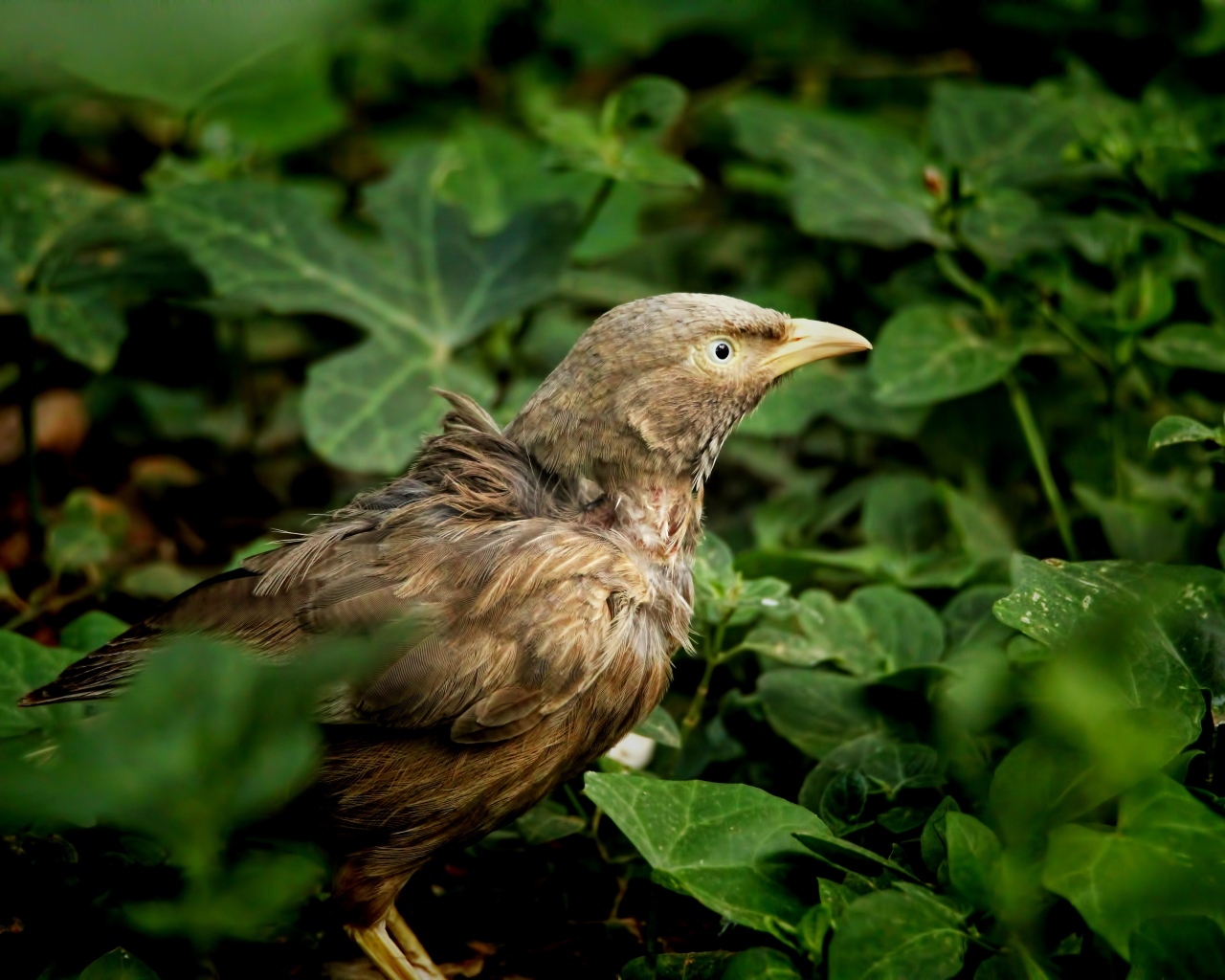 Птица прячется в зеленых листьях на земле