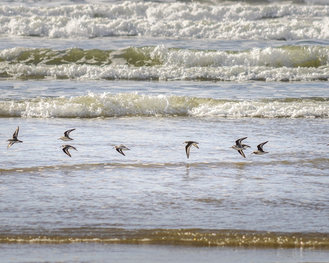 Птицы пролетают над морскими волнами