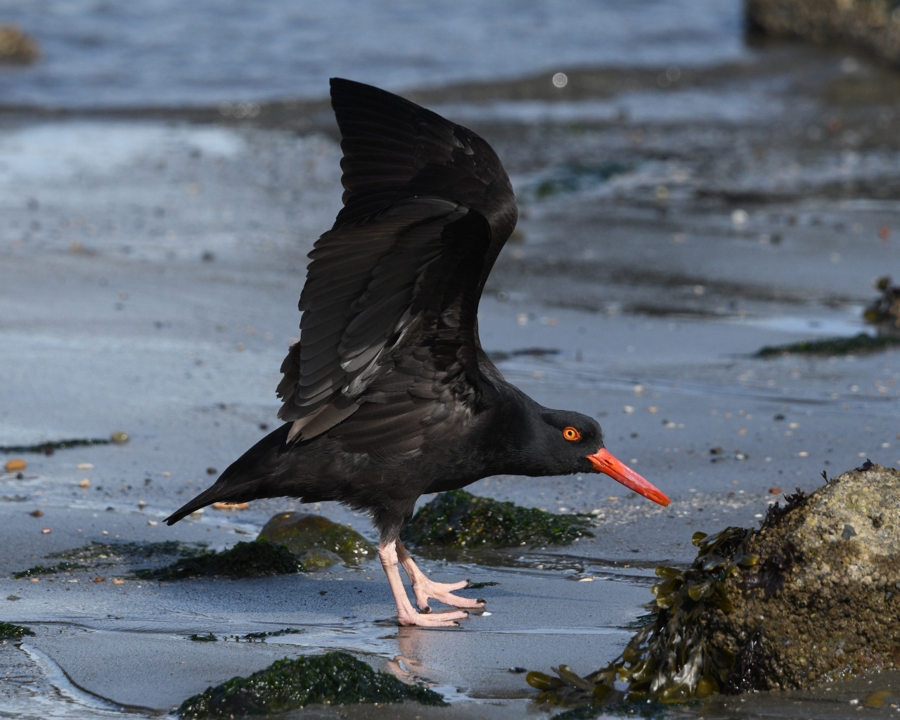 Черная птица с красным клювом на песке у моря