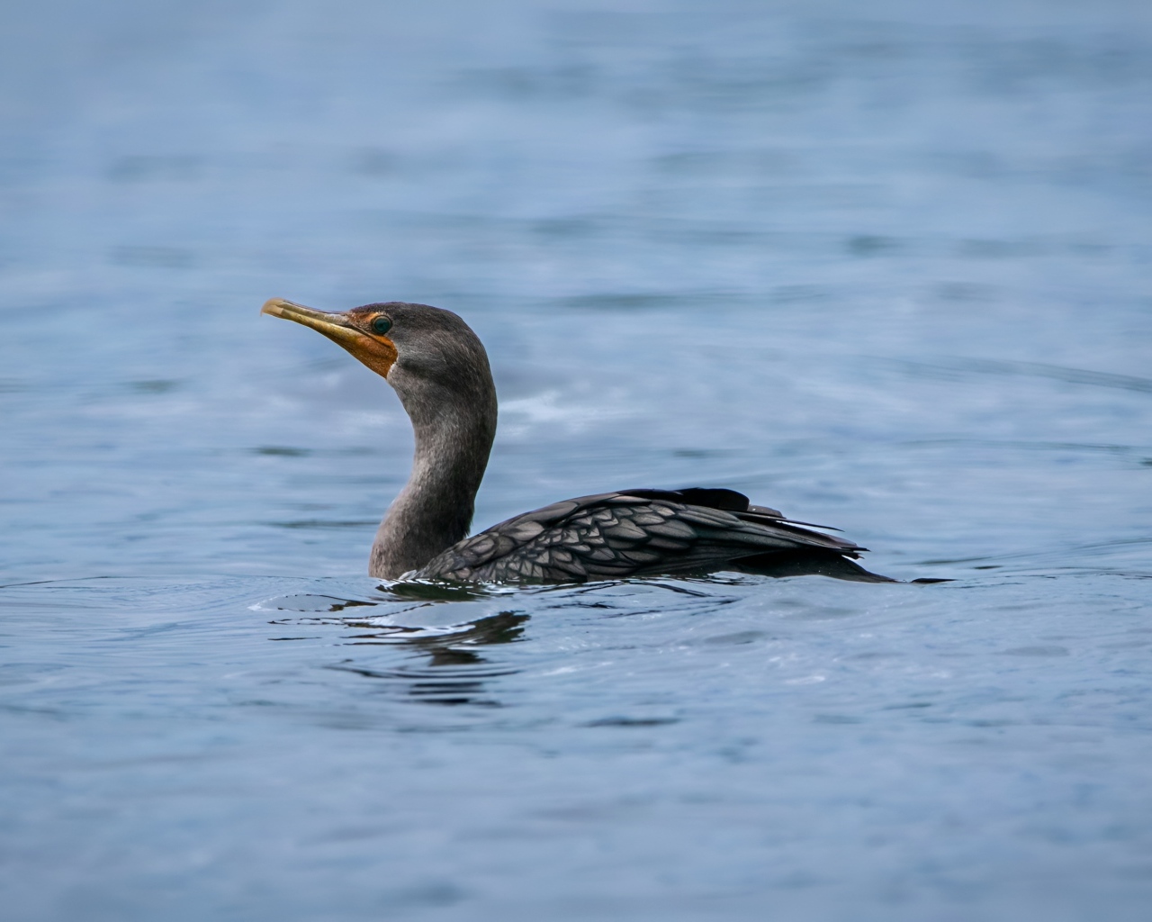 Черный баклан охотится в воде