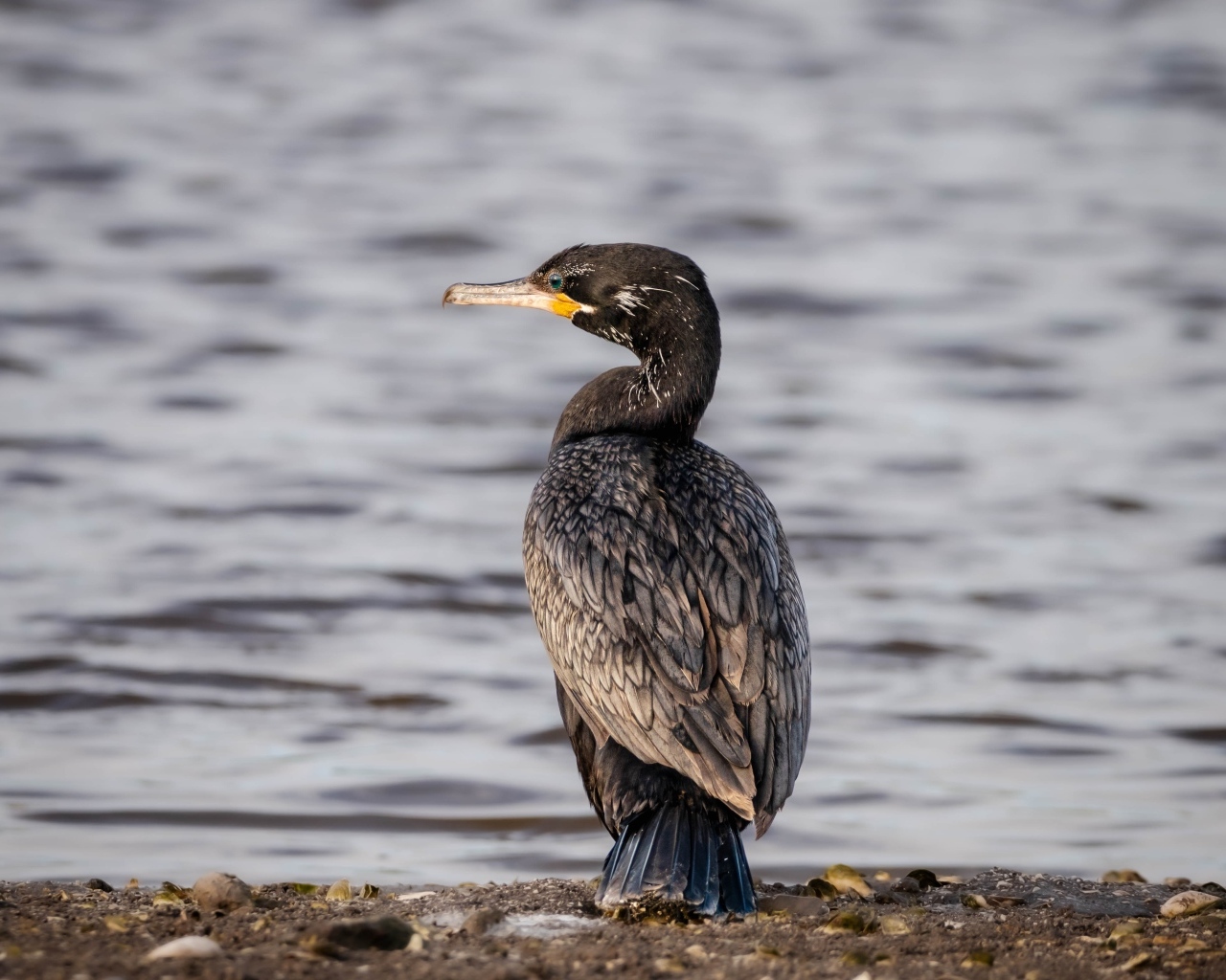 Черный баклан стоит у воды