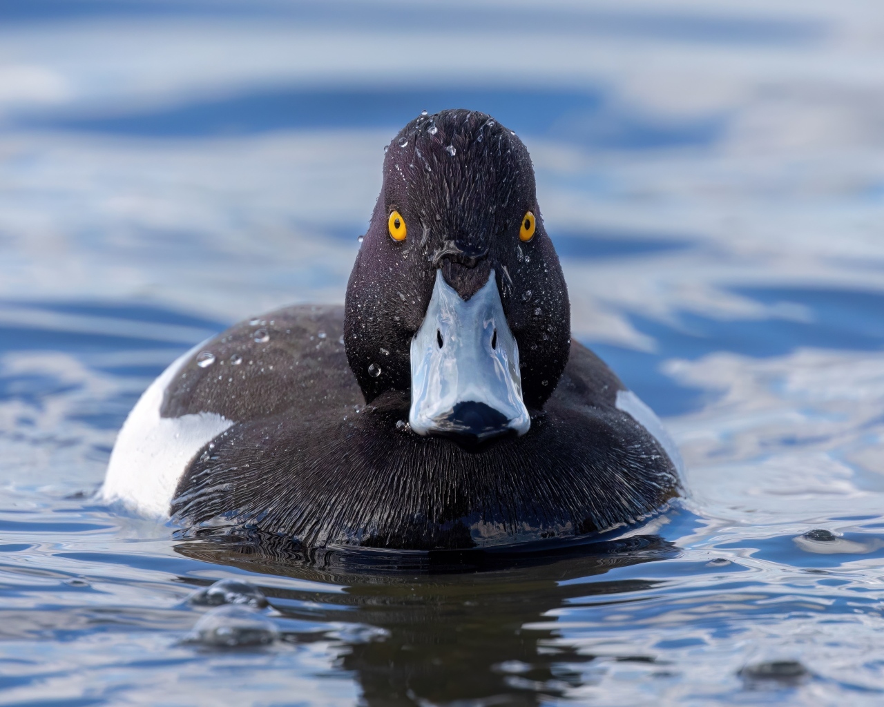 Черная хохлатая утка в воде