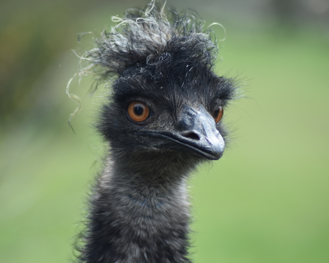 Голова черного страуса эму
