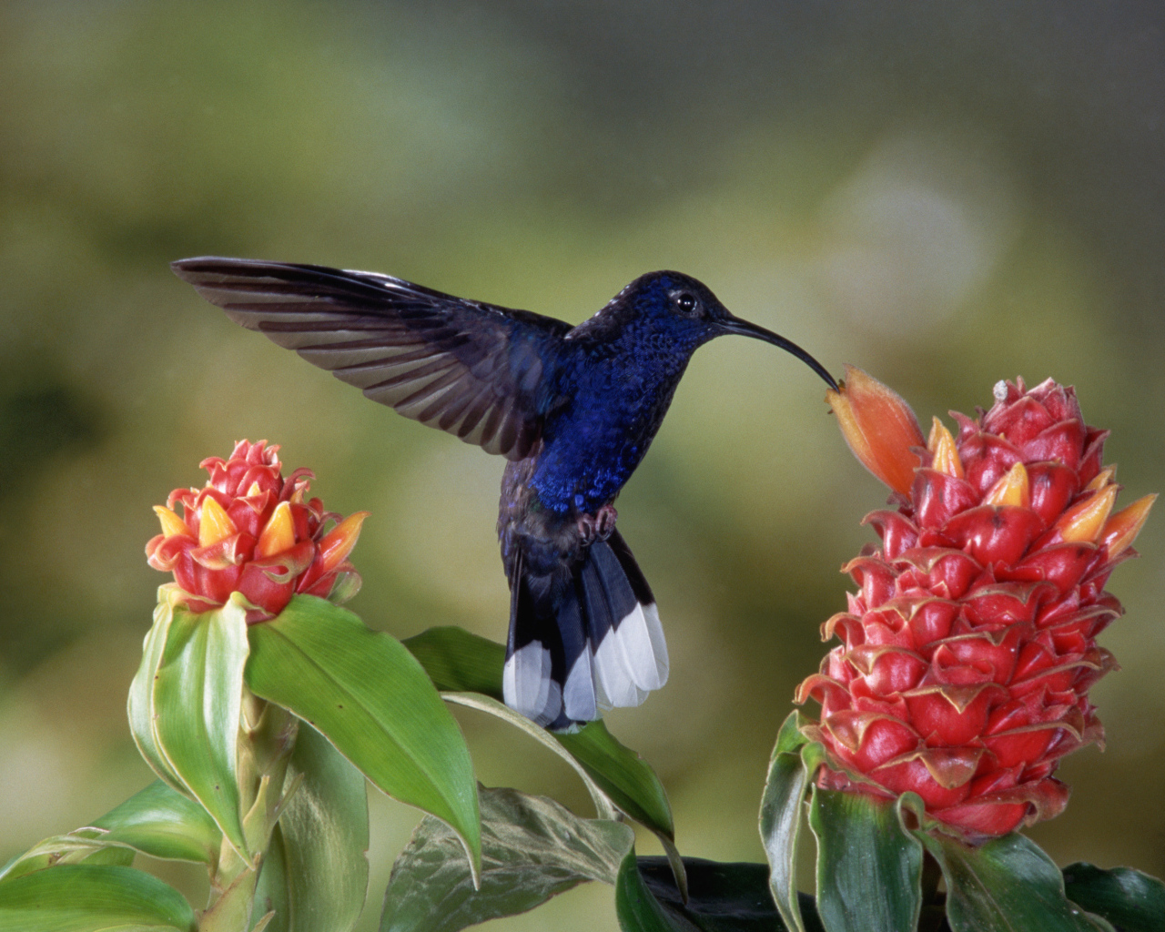 Черная птица колибри над красным цветком