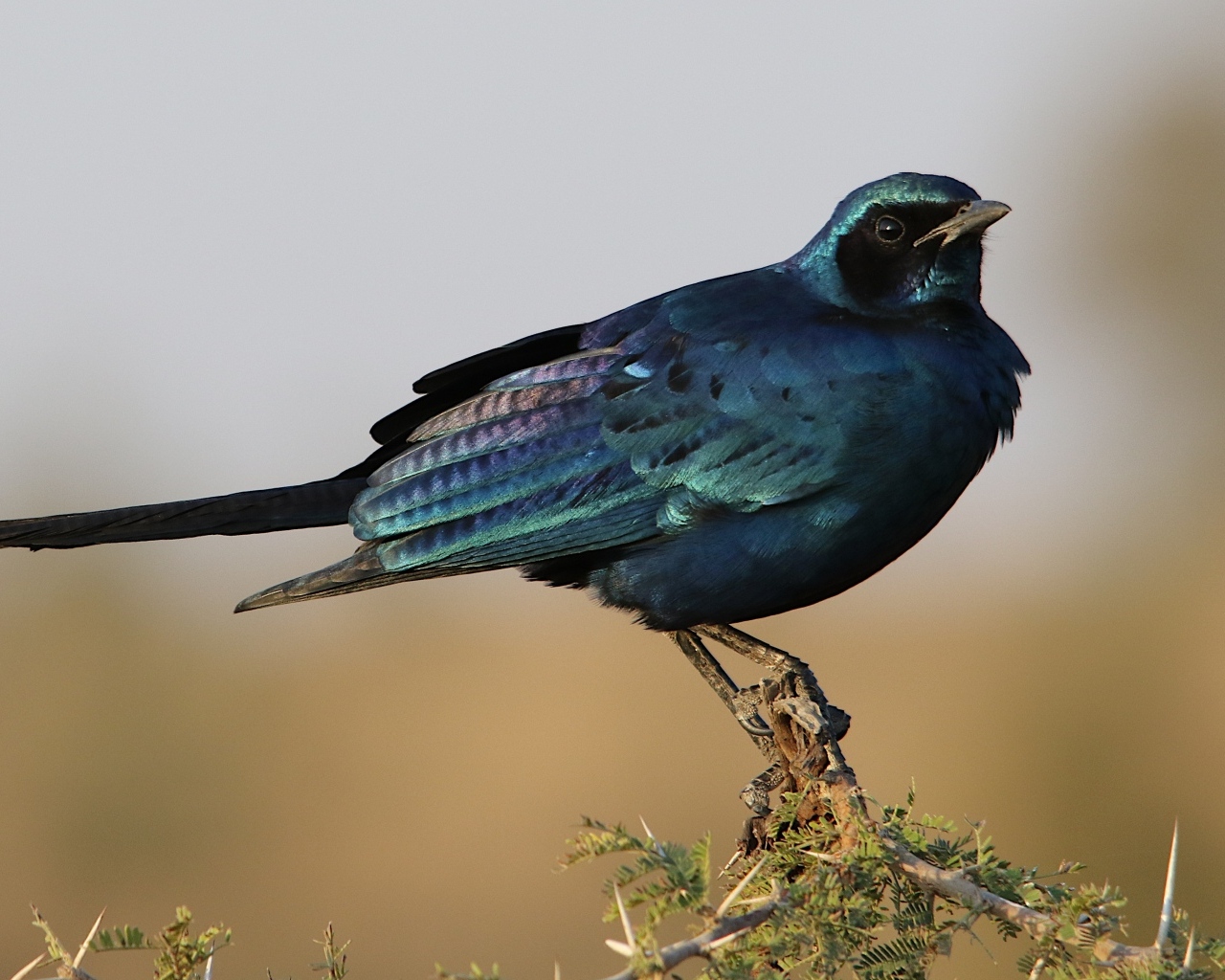 Черный скворец сидит на ветке