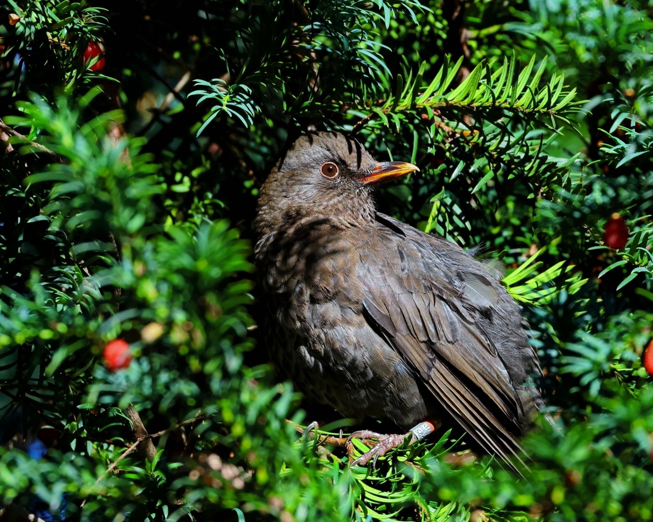 Черный обыкновенный дрозд в ветках