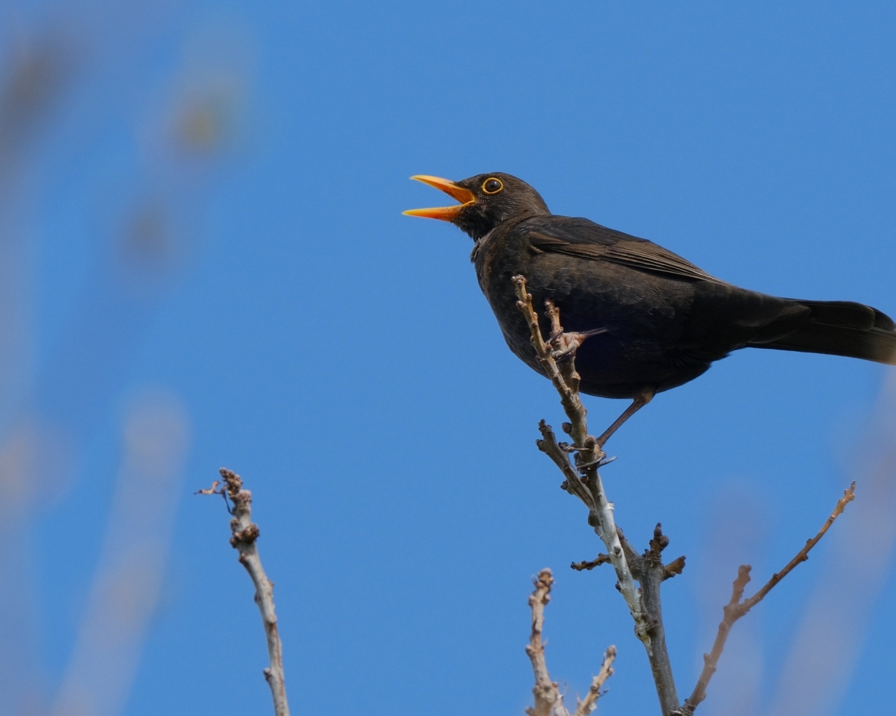 Черный дрозд поет на ветке дерева