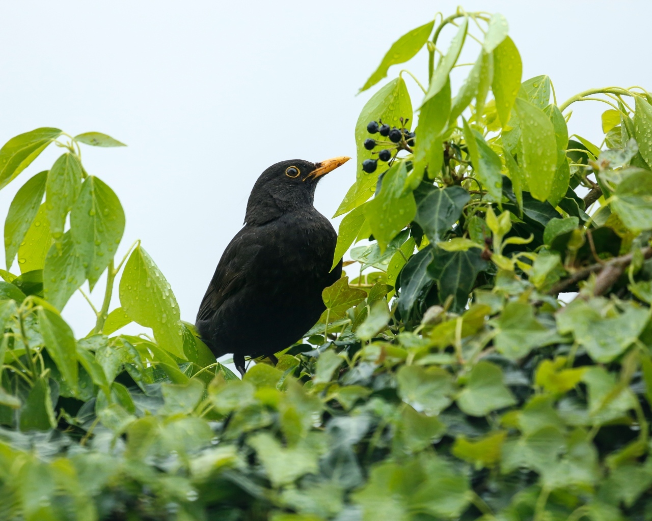 Черный дрозд сидит в ветках дерева