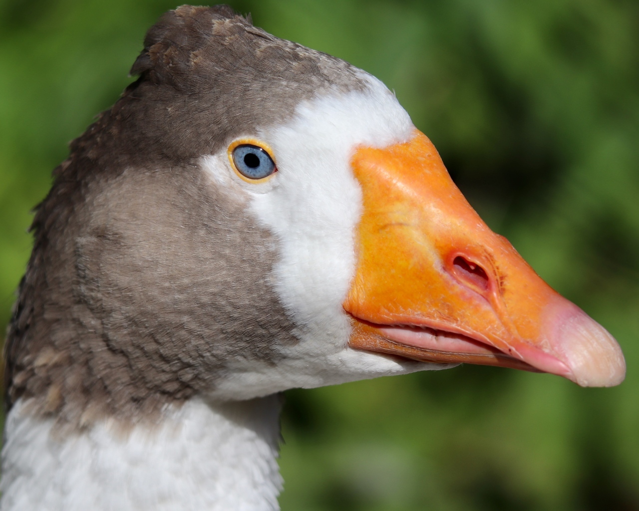 Голубоглазый домашний гусь  с оранжевым клювом