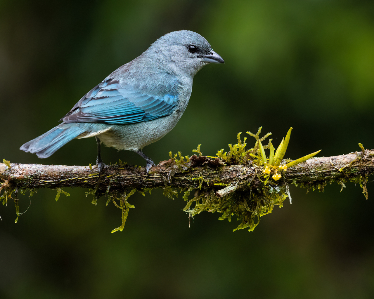 Синеплечий траупис сидит на ветке