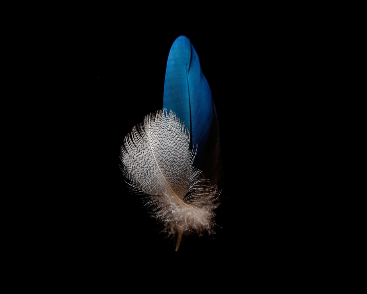 Голубое и белое перо на черном фоне
