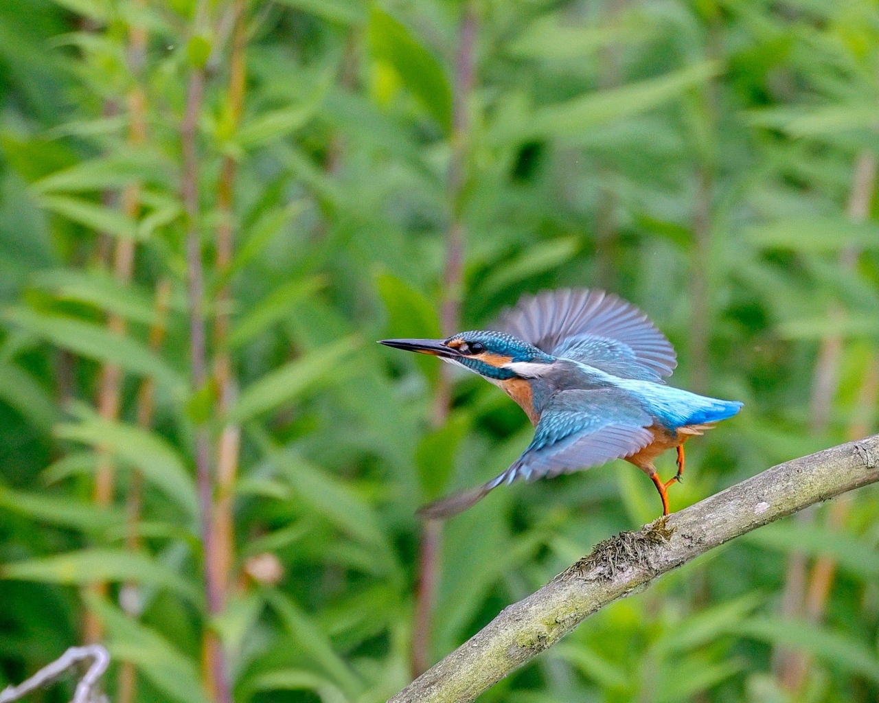 Голубая птица зимородок взлетает с ветки