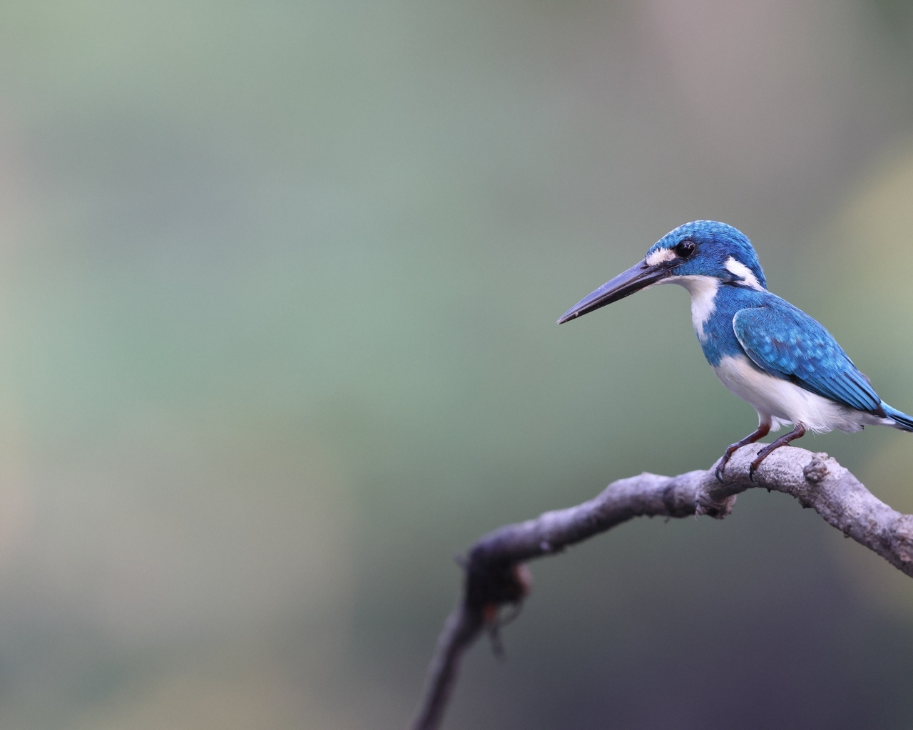 Голубая птица зимородок с острым клювом на ветке