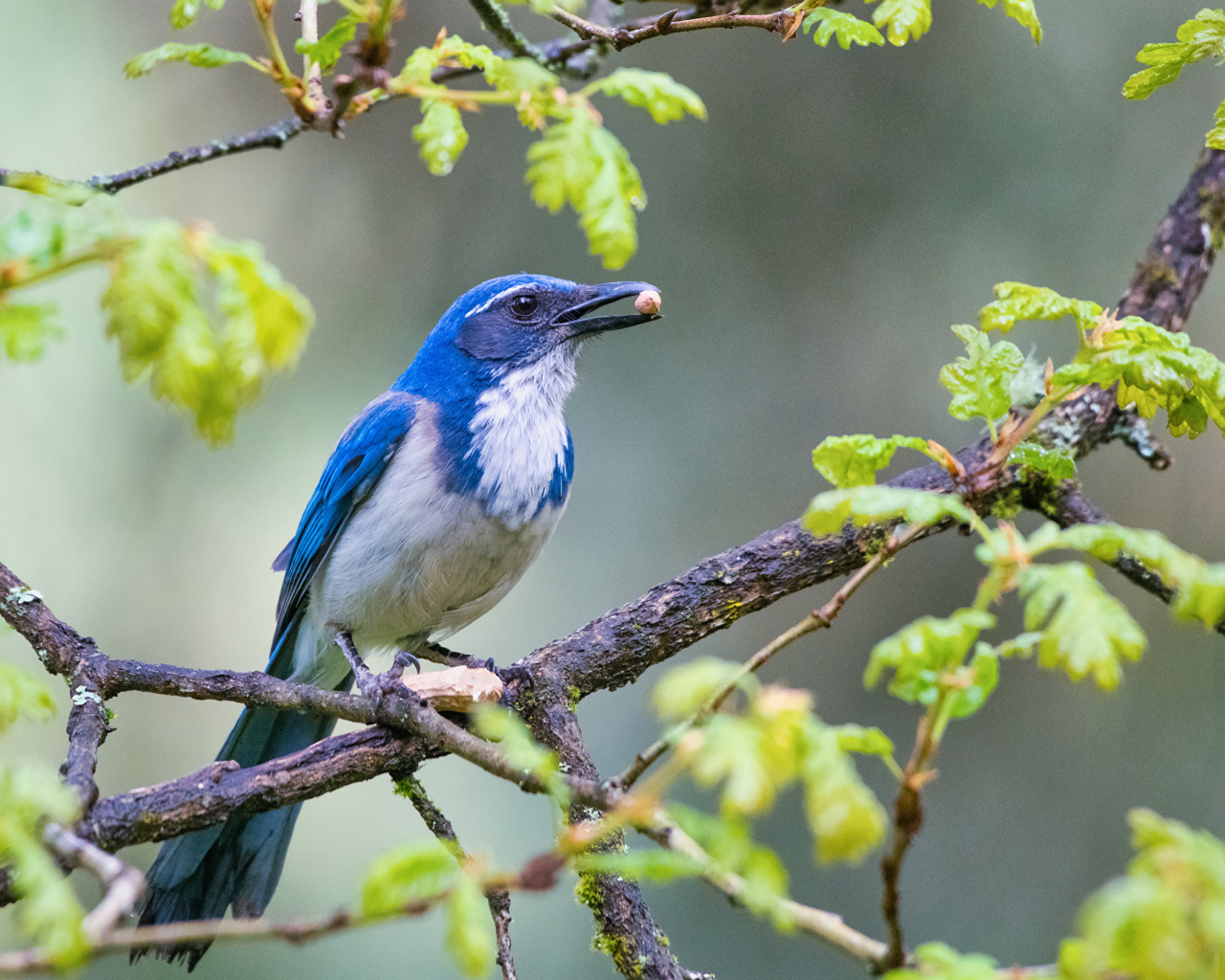 Голубая сойка сидит на ветке дерева