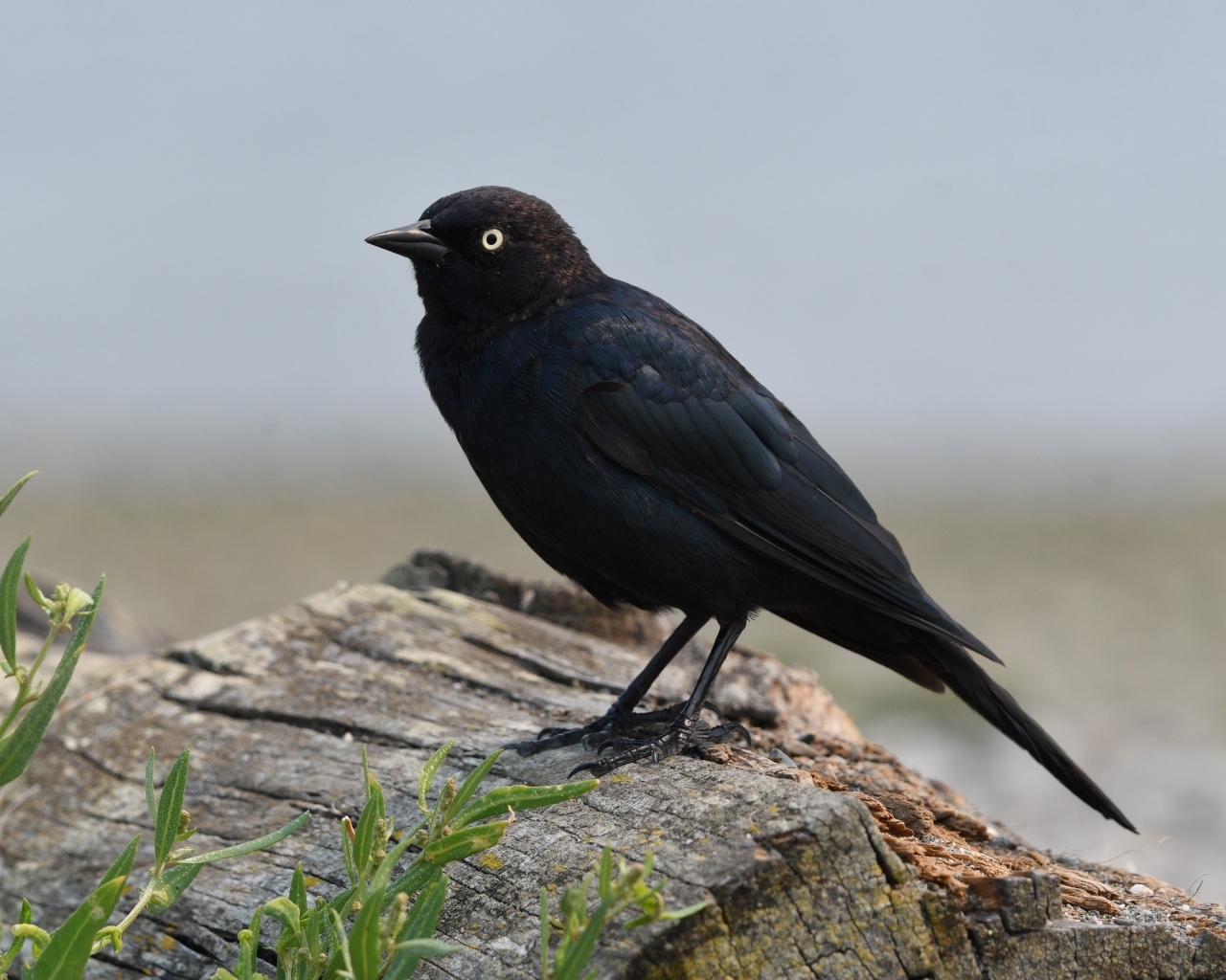 Блестящий малый трупиал