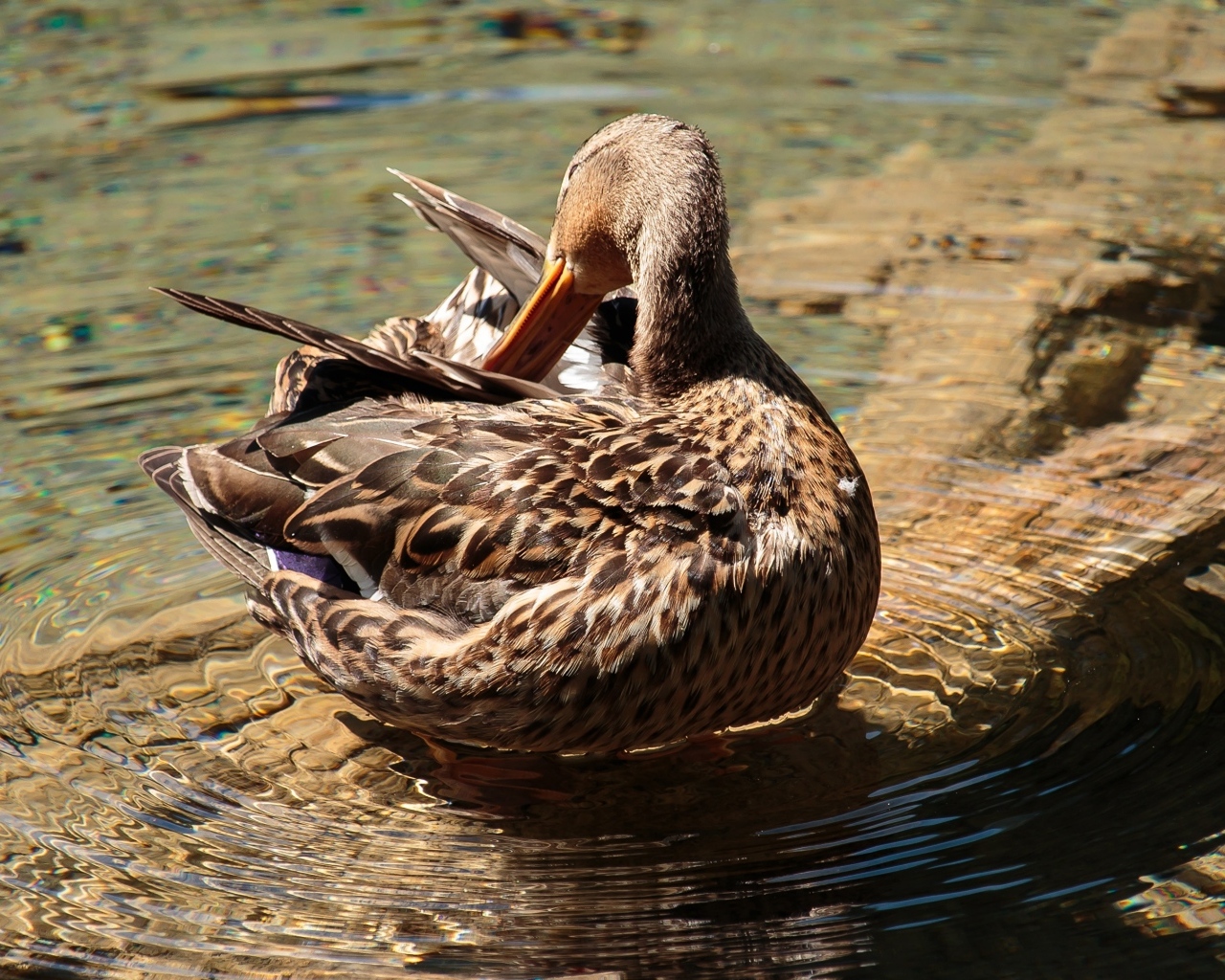 Коричневая утка чистит перья в воде