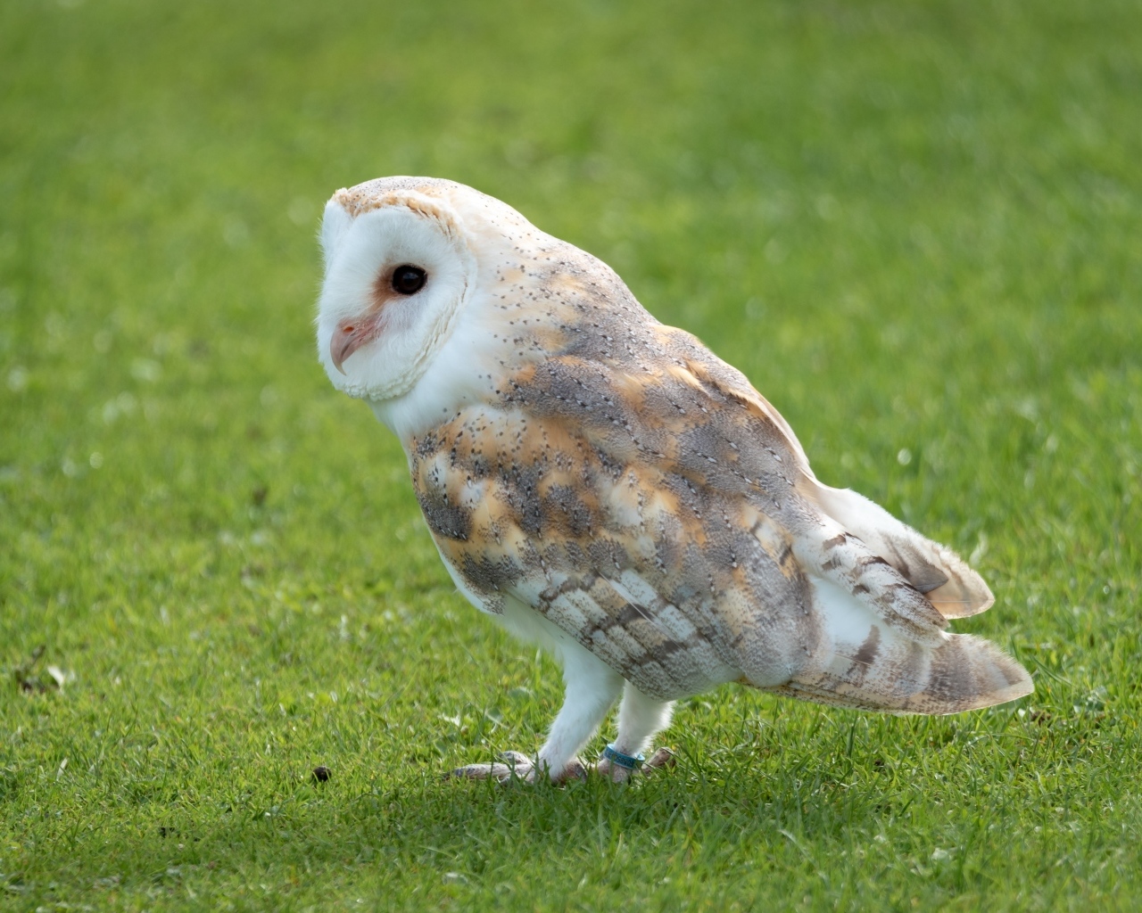 Коричневая сова на зеленой траве