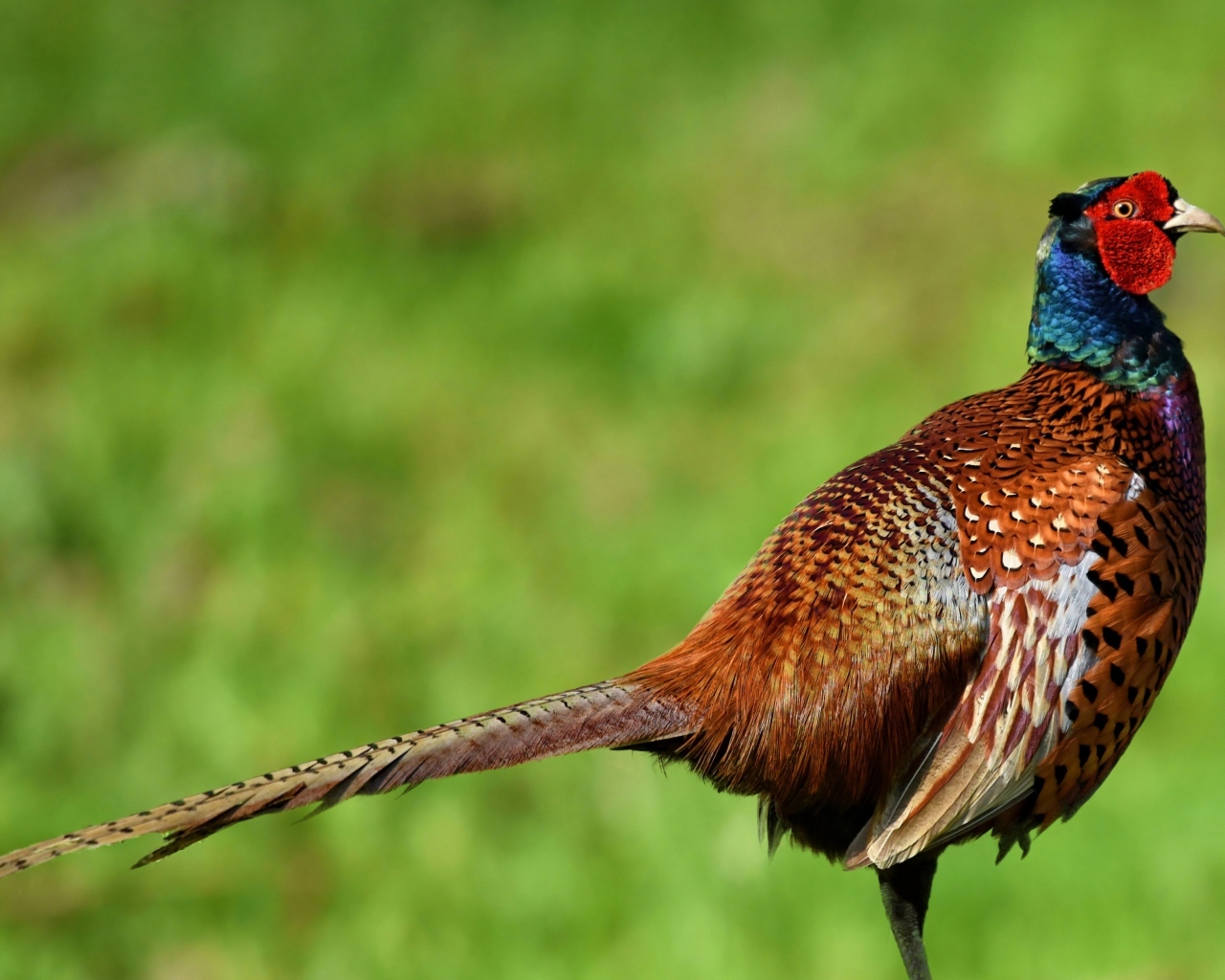 Коричневый фазан крупным планом