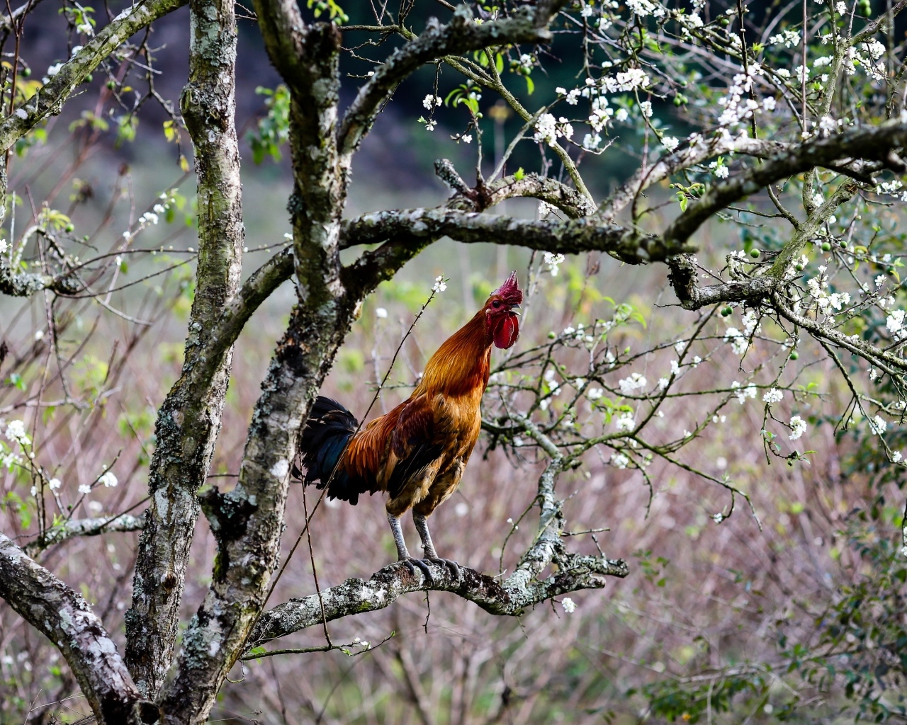 Коричневый петух сидит на ветке дерева