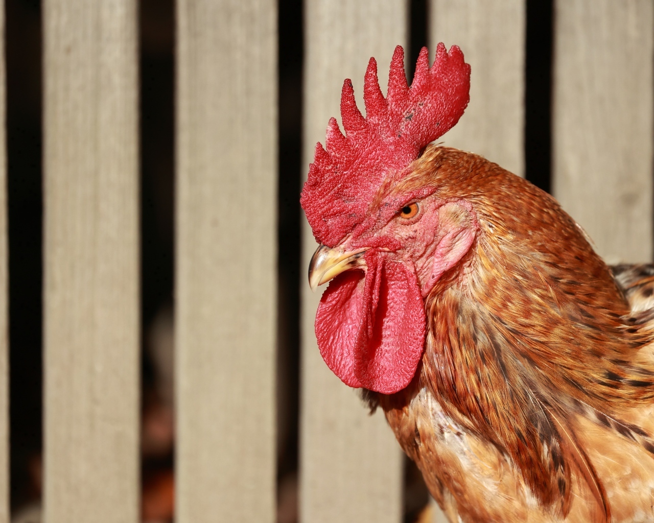 Коричневый петух с красным гребнем