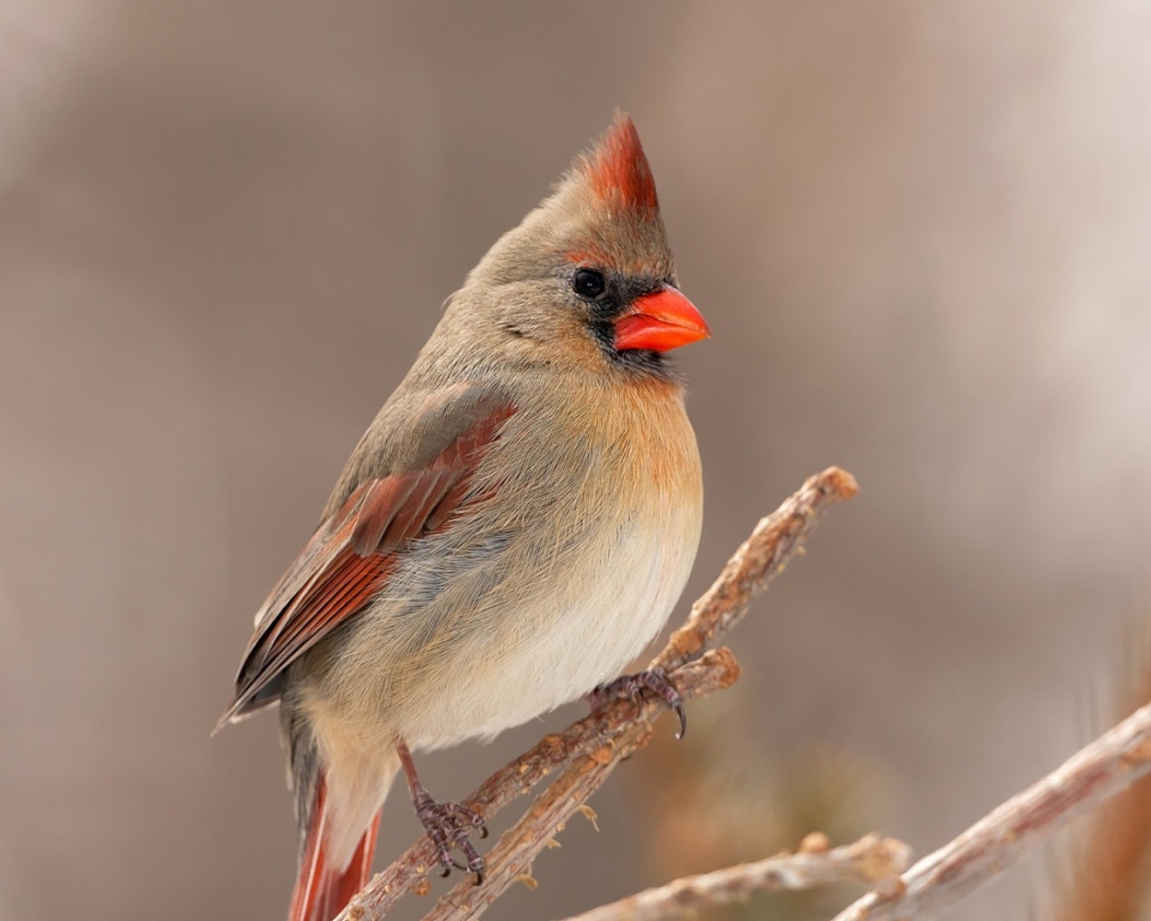 Птица кардинал сидит на ветке дерева