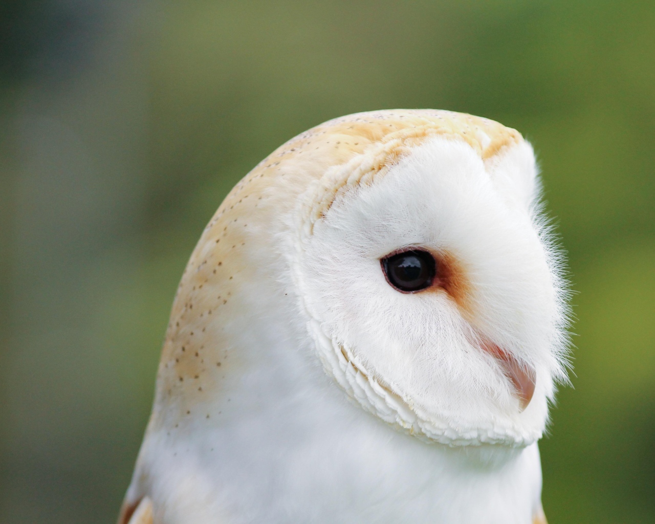 Милая обыкновенная сипуха крупным планом