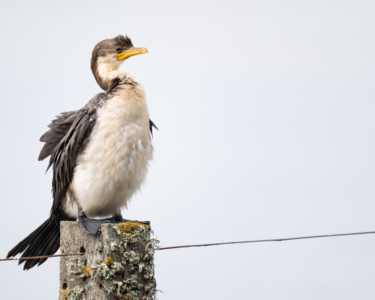 Баклан сидит на столбе у воды