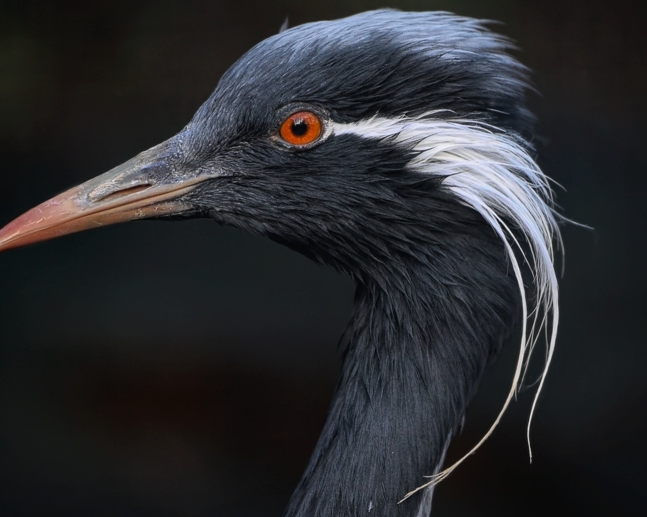 Голова журавля красавка крупным планом