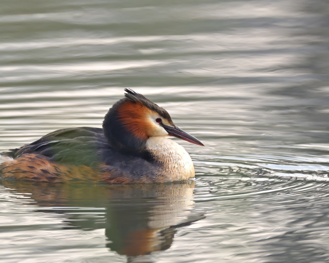 Птица хохлатая поганка в воде