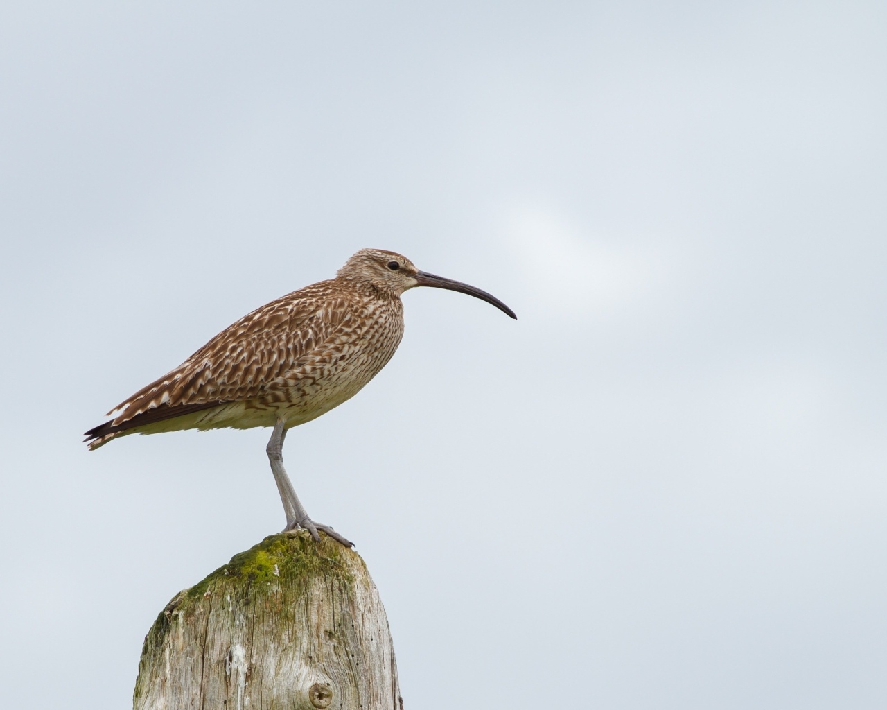 Птица кроншнеп с длинным острым клювом