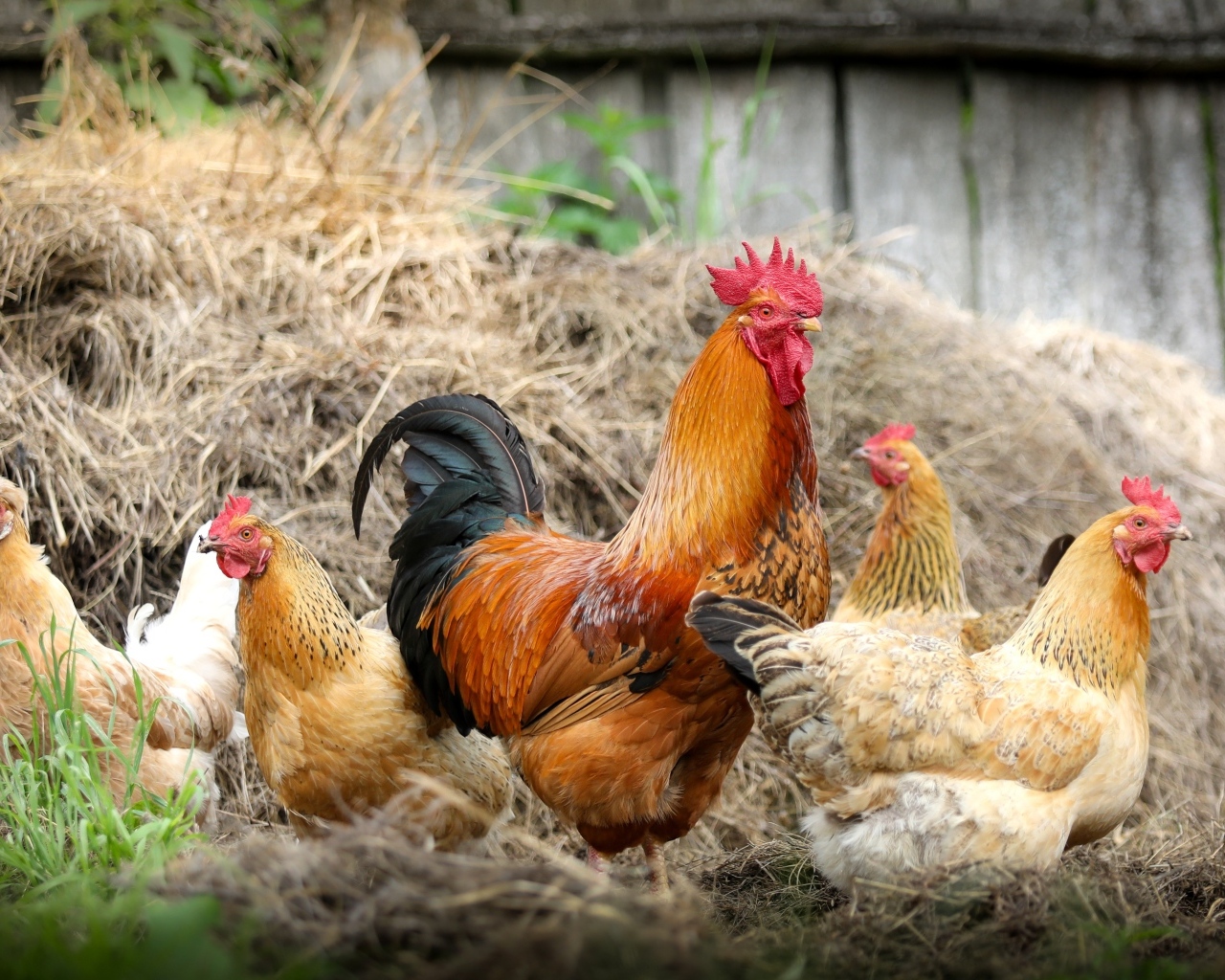 Домашние куры с петухом