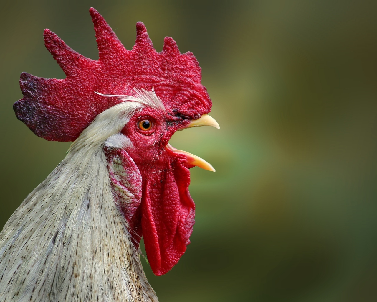 Домашний петух с открытым клювом