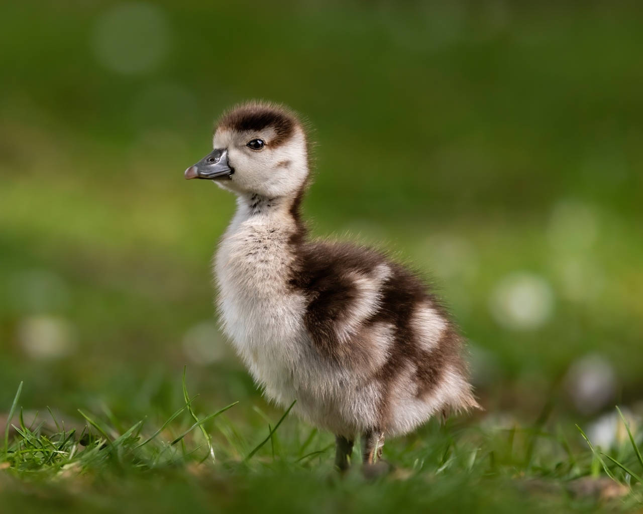 Утенок стоит в зеленой траве