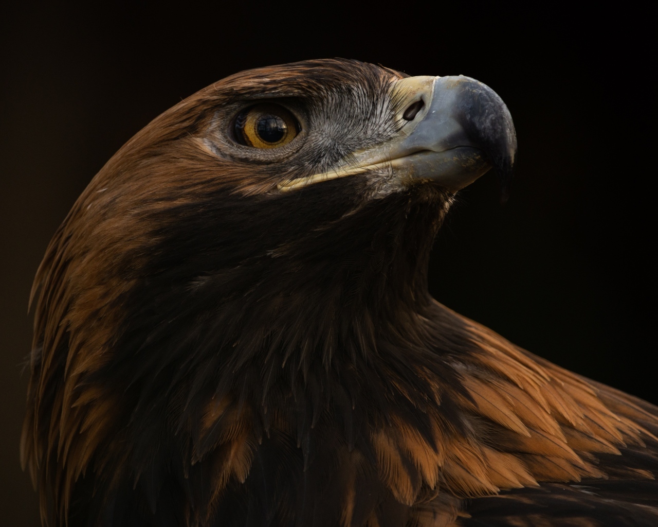 Голова орла на черном фоне