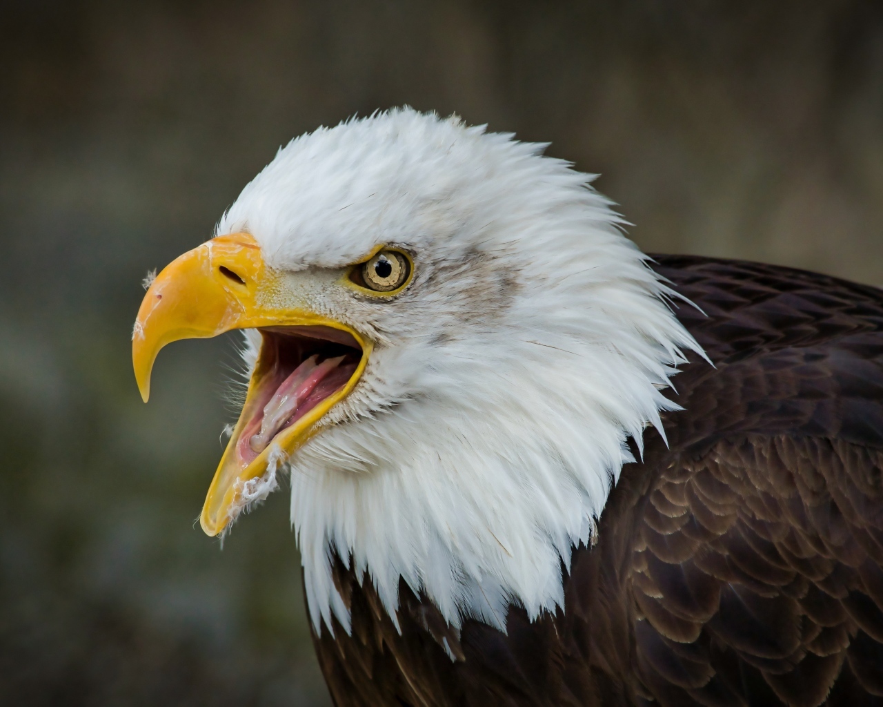 Орел с открытым острым клювом