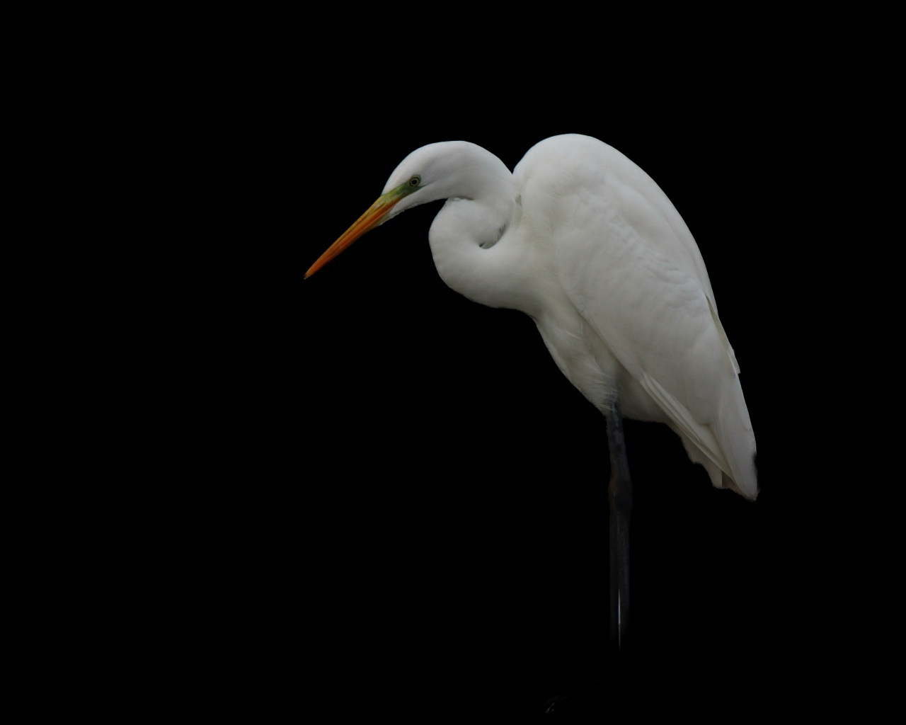 Белая цапля на черном фоне