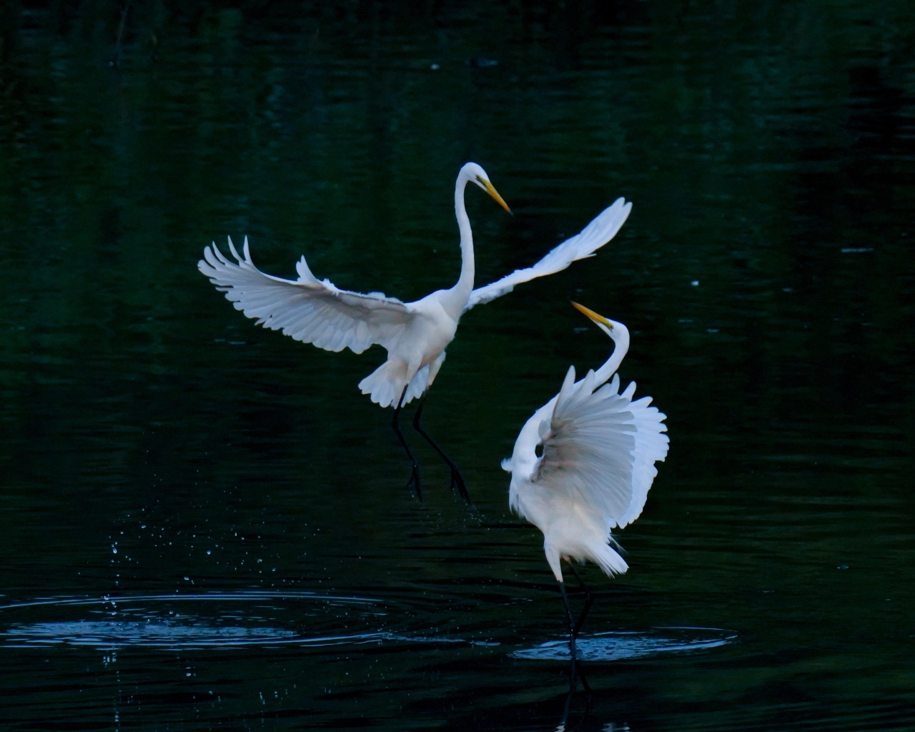 Влюбленные белые цапли в воде