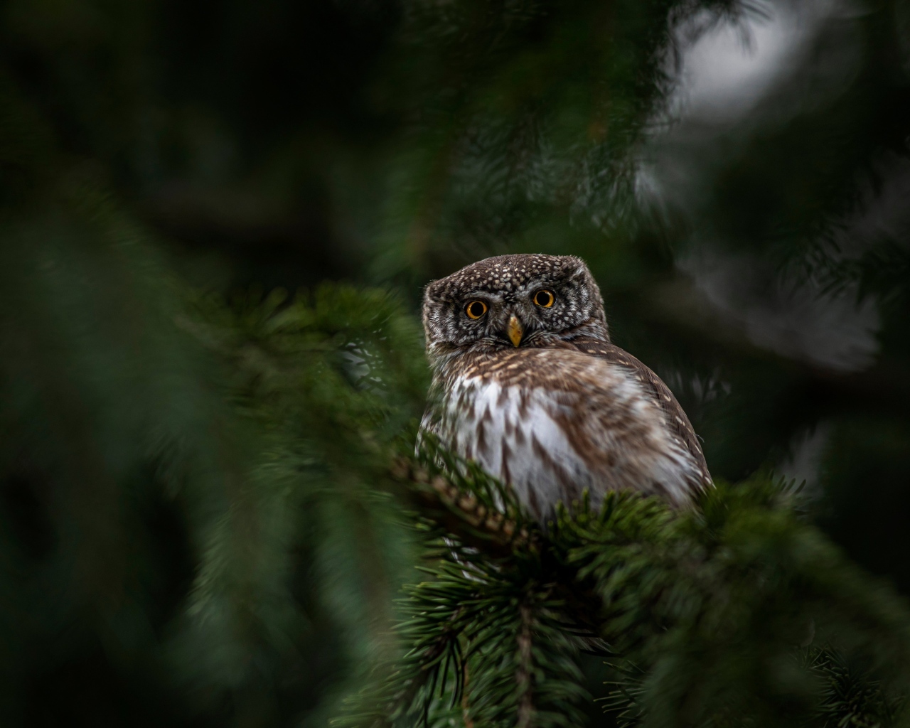 Евразийская карликовая сова сидит на ветке дерева