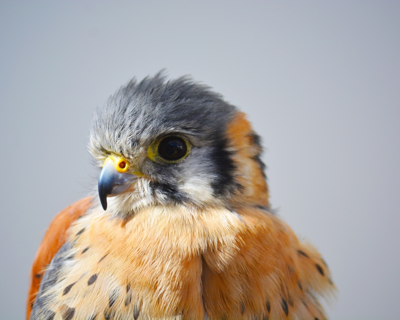 Голова сокола на сером фоне